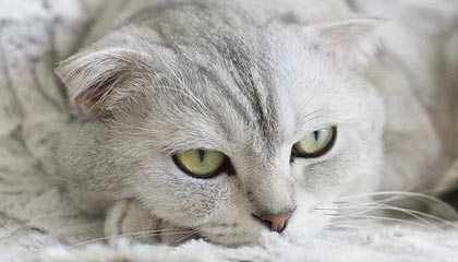 开云入口-摩尔多瓦战阿尔巴尼亚，欧洲国家联赛激情擂台，摩尔多瓦和阿塞拜疆关系