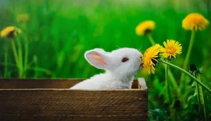 开云网站-T1新人选手表现抢眼，t1新人中单